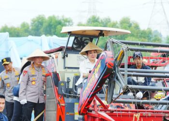 Kapolri-Ketua Komisi IV Pimpin Panen Raya Jagung Serentak, Wujud Nyata Dukung Ketahanan Pangan Nasional